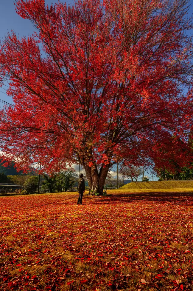 Fall foliage spots in Matsusaka City, Mie Prefecture : Kahadakyo area