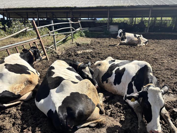 广岛小众秘境:汤来·汤之山温泉!集自然、美食、体验于一体的治愈一日游
