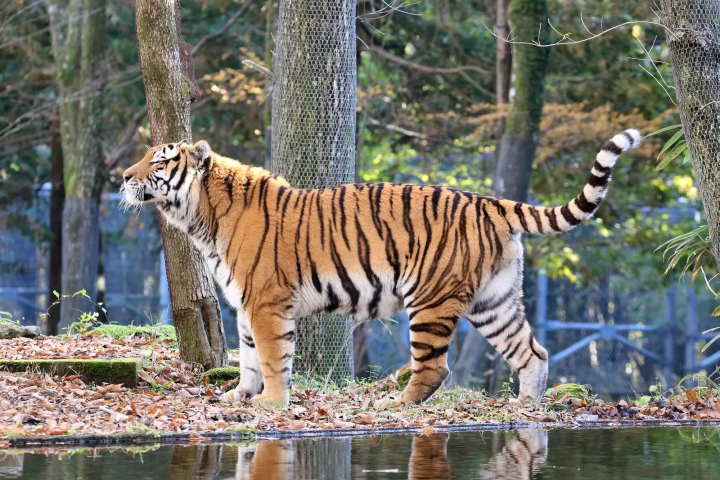 Enjoy autumn leaves, Mt. Fuji, and animals all at once! A guide to enjoying Fuji Safari Park in autumn