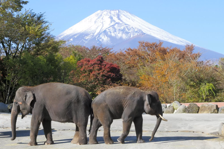 Enjoy autumn leaves, Mt. Fuji, and animals all at once! A guide to enjoying Fuji Safari Park in autumn