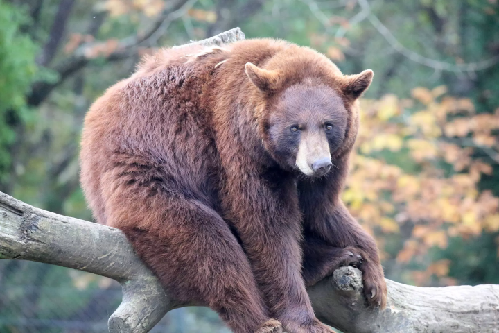 Enjoy autumn leaves, Mt. Fuji, and animals all at once! A guide to enjoying Fuji Safari Park in autumn