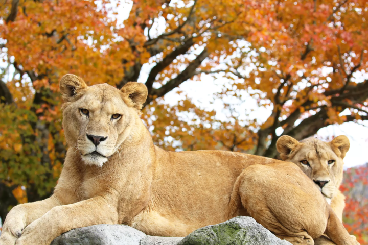 Enjoy autumn leaves, Mt. Fuji, and animals all at once! A guide to enjoying Fuji Safari Park in autumn