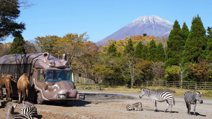 Enjoy autumn leaves, Mt. Fuji, and animals all at once! A guide to enjoying Fuji Safari Park in autumn
