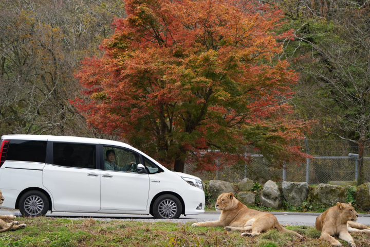 Enjoy autumn leaves, Mt. Fuji, and animals all at once! A guide to enjoying Fuji Safari Park in autumn