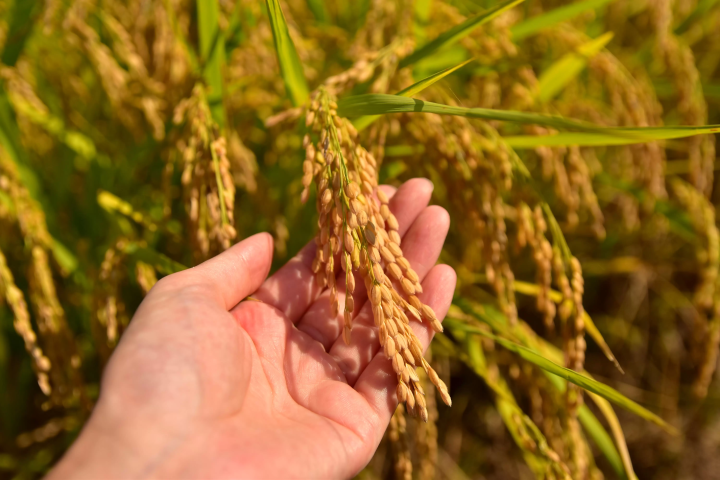 鱼沼产越光米有多美味？推荐9家当地必买米店！