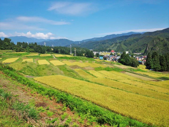 鱼沼产越光米有多美味？推荐9家当地必买米店！