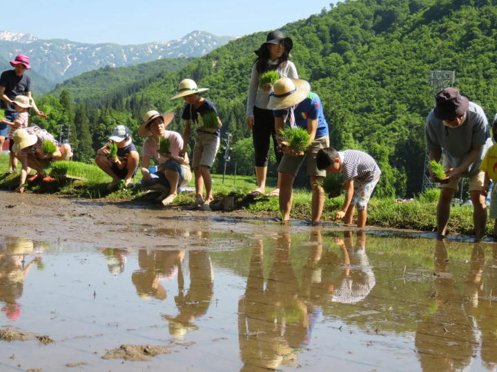 鱼沼产越光米有多美味？推荐9家当地必买米店！