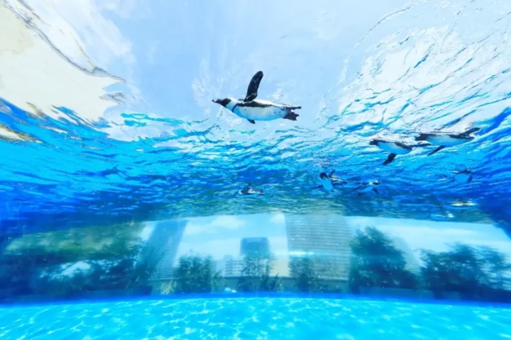 天空のペンギン