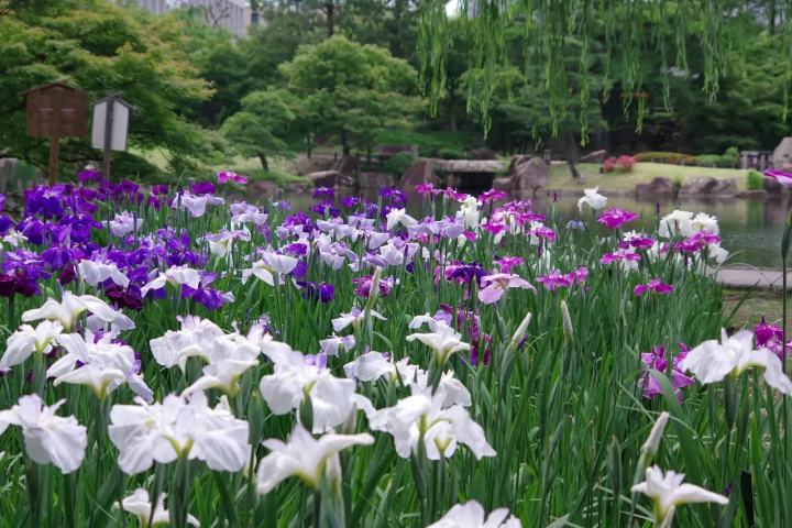 Tokugawaen Garden irises