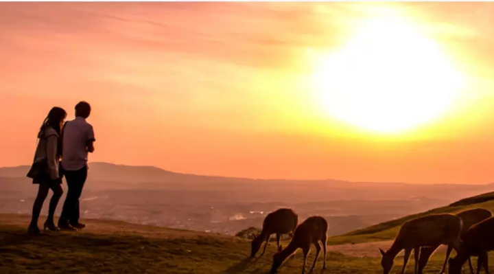 [2025 Update] Go directly to Mount Wakakusa! Take a bus to Nara's scenic spots