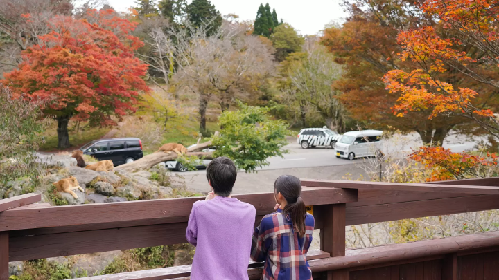 Enjoy autumn leaves, Mt. Fuji, and animals all at once! A guide to enjoying Fuji Safari Park in autumn