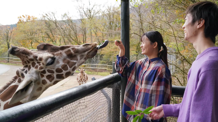 Enjoy autumn leaves, Mt. Fuji, and animals all at once! A guide to enjoying Fuji Safari Park in autumn