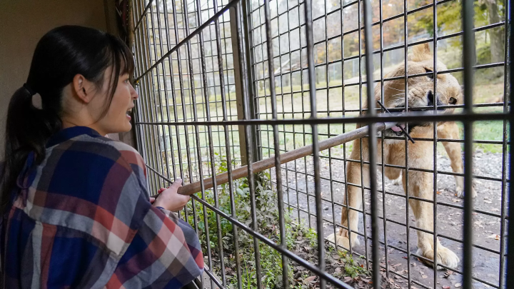 Enjoy autumn leaves, Mt. Fuji, and animals all at once! A guide to enjoying Fuji Safari Park in autumn