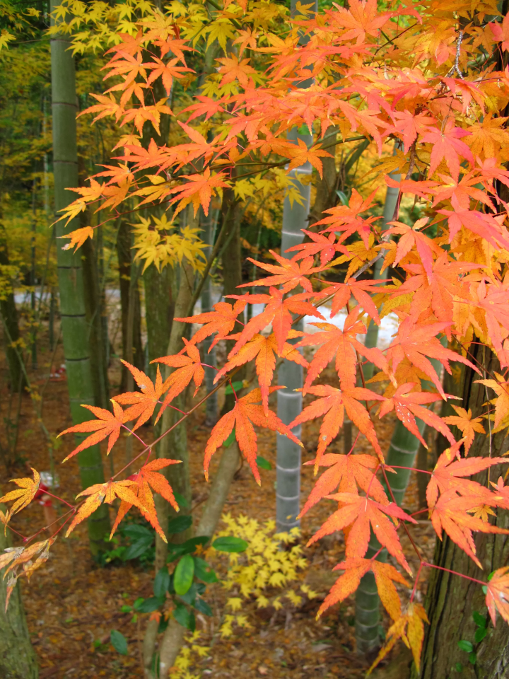 © Nagasaki Prefecture Tourism Federation 