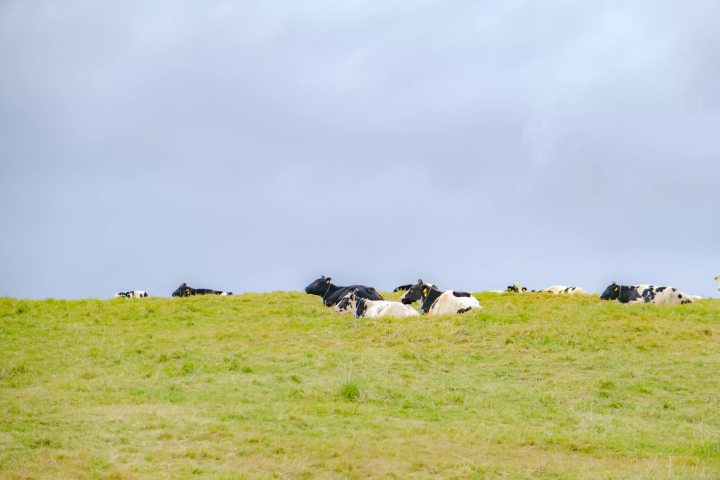 최북단 온천향! 홋카이도 도요토미초에서 즐기는 최고의 '오일 목욕' 체험. 추천 명소 & 숙소 소개