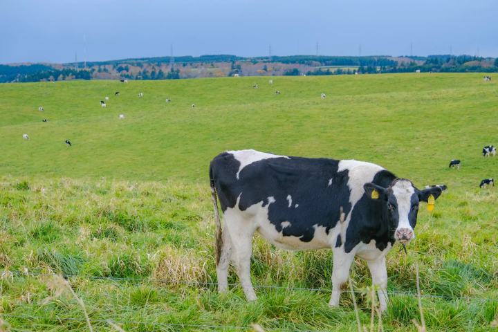 최북단 온천향! 홋카이도 도요토미초에서 즐기는 최고의 '오일 목욕' 체험. 추천 명소 & 숙소 소개