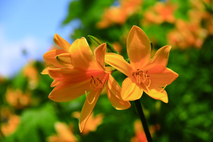 최북단 온천향! 홋카이도 도요토미초에서 즐기는 최고의 '오일 목욕' 체험. 추천 명소 & 숙소 소개