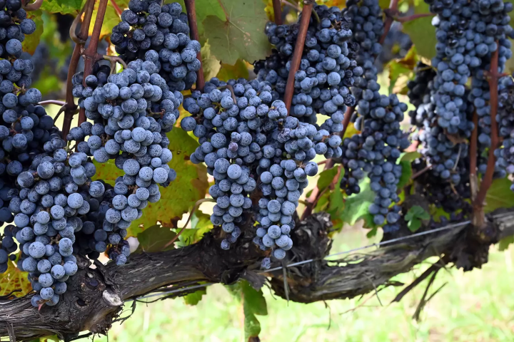 Visit Noto now Vol.1 —A journey of hope and rebirth to rediscover Noto