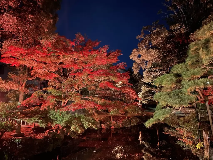 Tea with Traditional Confections and a Fall Illumination at the Former Hasegawa Residence
