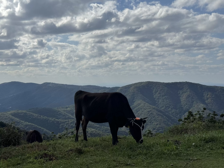 【Must-See】Nishinoshima in Autumn: Our Seasonal Colours