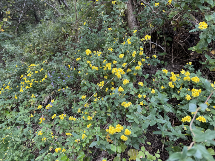 【Must-See】Nishinoshima in Autumn: Our Seasonal Colours