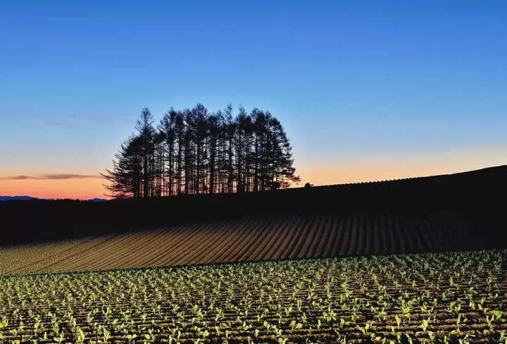 Tsumagoi Hill (Larch Hill) Photo courtesy of Tsumagoi Village Tourism Association