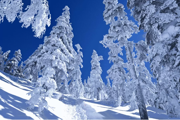 Ski tour departing from Tokyo | Chinese and English guides included, even beginners can feel at ease!