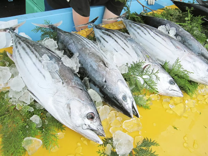 鰹魚愛好者的必去之地!來愛南鎮鰹魚節品嚐新鮮鰹魚吧!