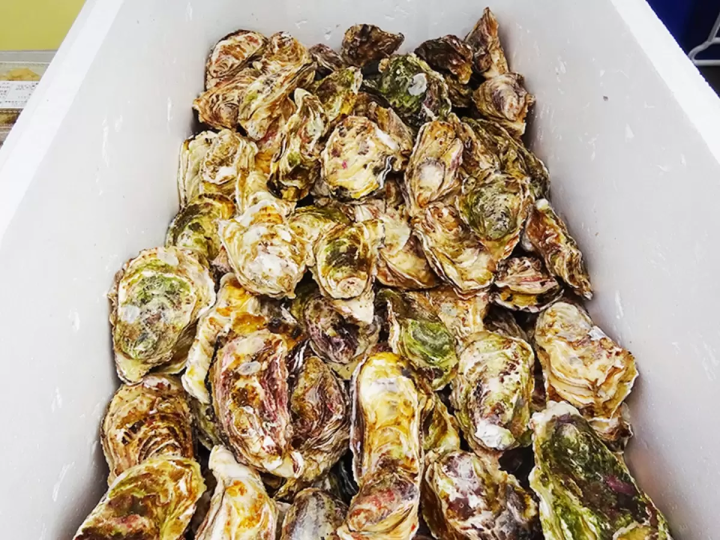 鰹魚愛好者的必去之地!來愛南鎮鰹魚節品嚐新鮮鰹魚吧!