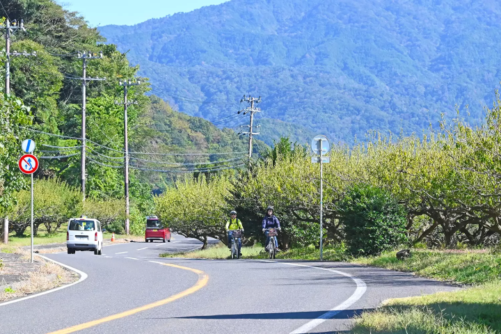 Plum production is thriving, and many plum trees are planted along the lakeside. 