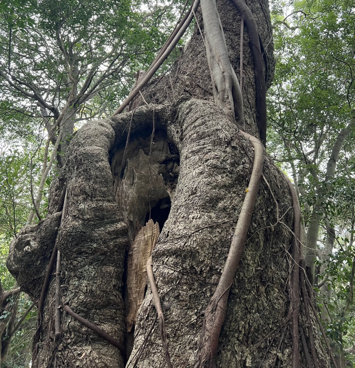 [ Tosashimizu City, Kochi Prefecture ] Rent a bicycle to explore Tosashimizu City, Western Tosashimizu City
