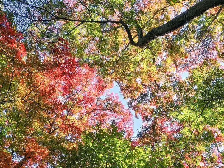Inokashira Park in autumn