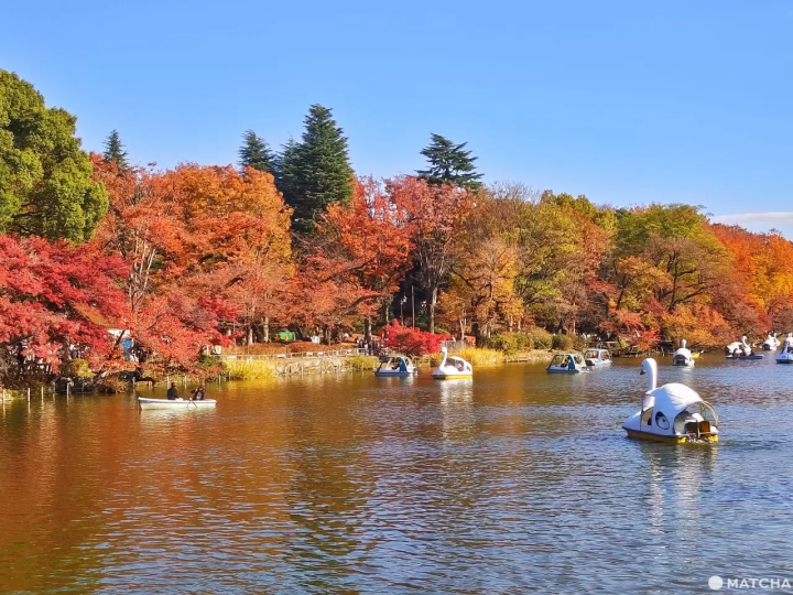 Inokashira Park in autumn
