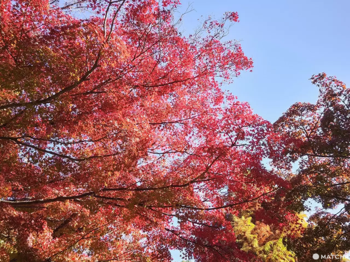 Inokashira Park in autumn