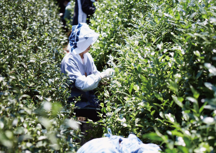 handpicked tea leaves