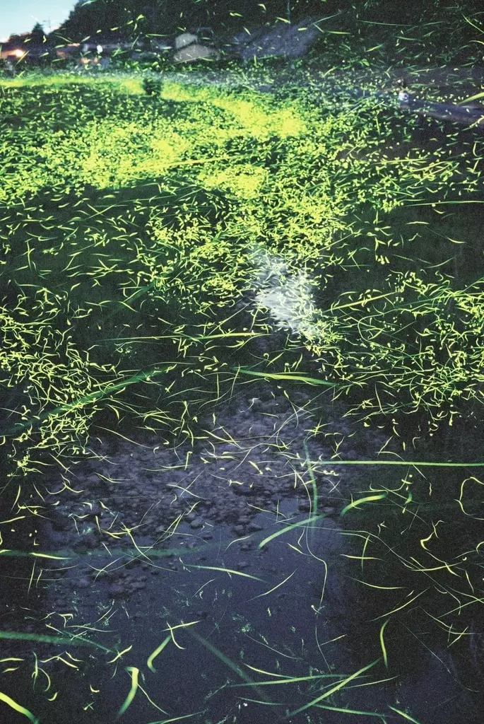 Hokubo Firefly Park<br>