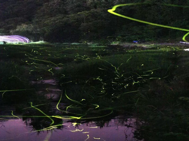 Unai Firefly Park<br>