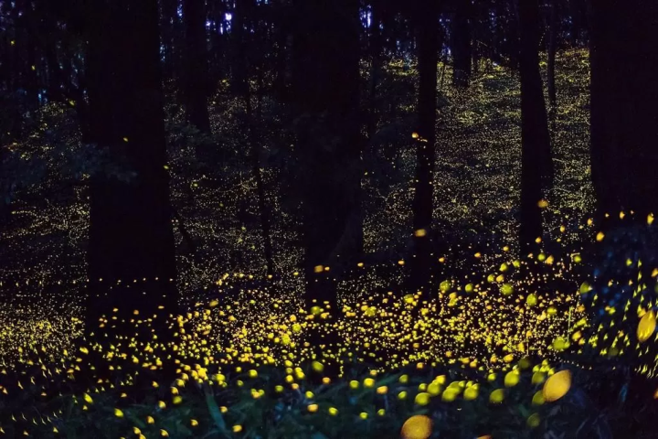 Tenno Yawata Shrine<br>