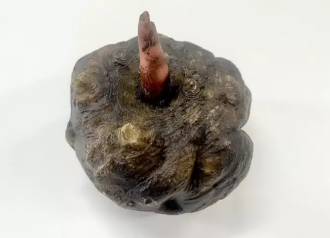 Konnyaku, a Japanese food that is gaining attention worldwide. Let's take a deep look at its roots!