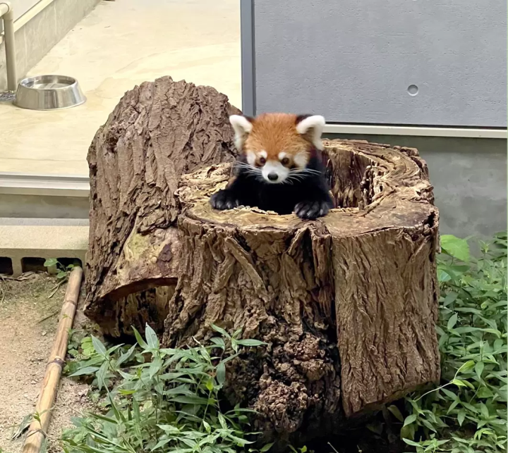 Photo courtesy of Fukuoka City Zoo 