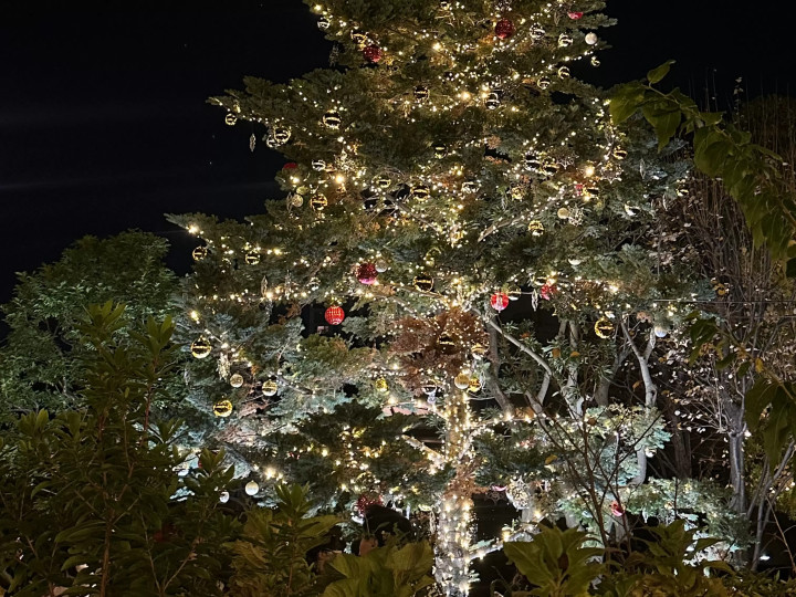 Best Winter Illuminations in Tokyo 2025 – Dates & Access Info