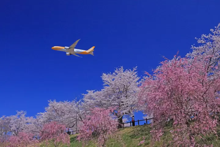 成田　飛行機　桜