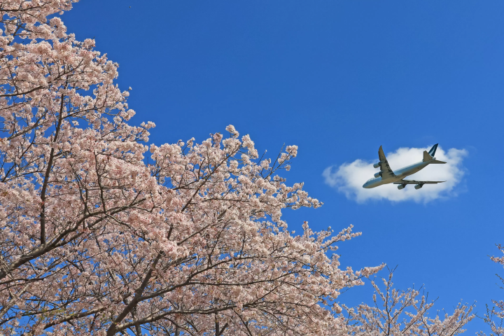 成田　飛行機　桜