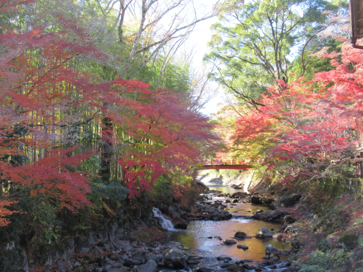 现在正是伊豆市特辑的最佳时节！一段穿越温馨美景和温泉的旅程