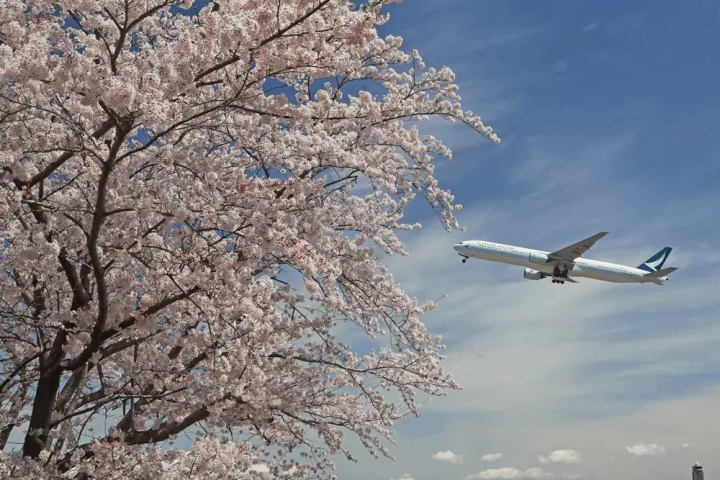 成田　飛行機　桜
