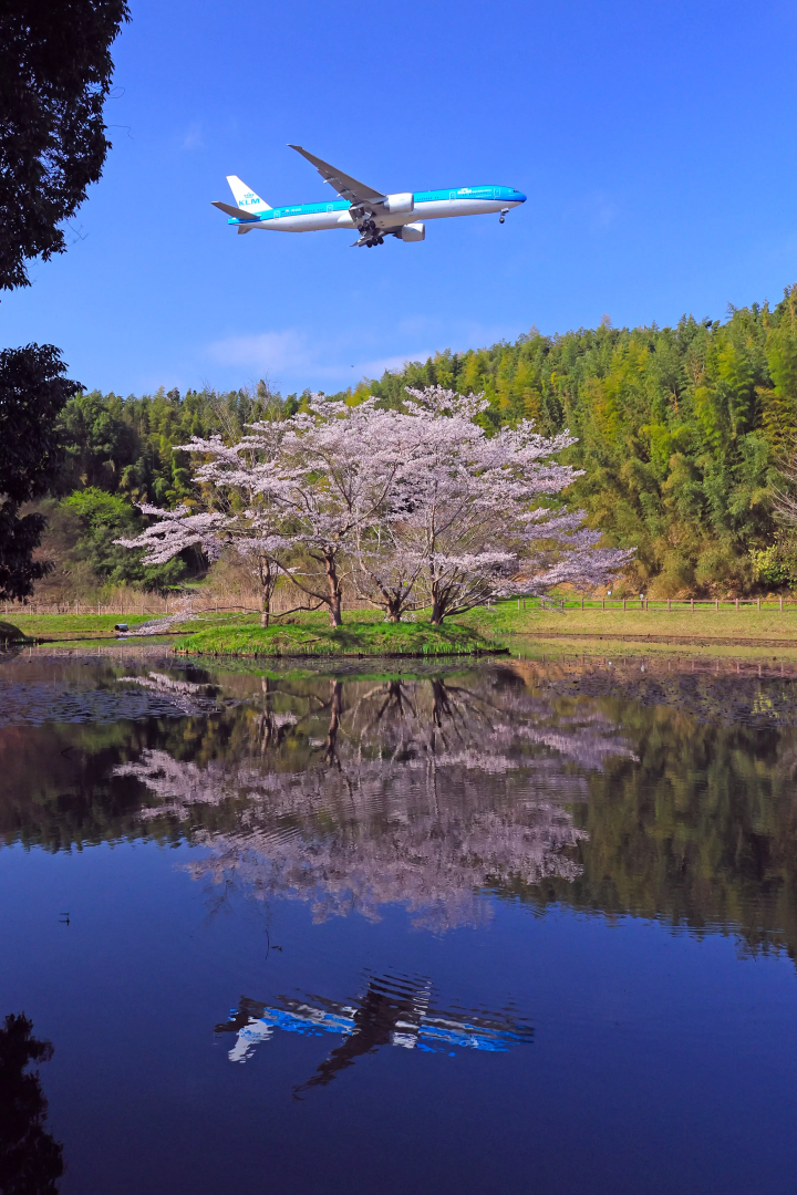 成田　飛行機　桜