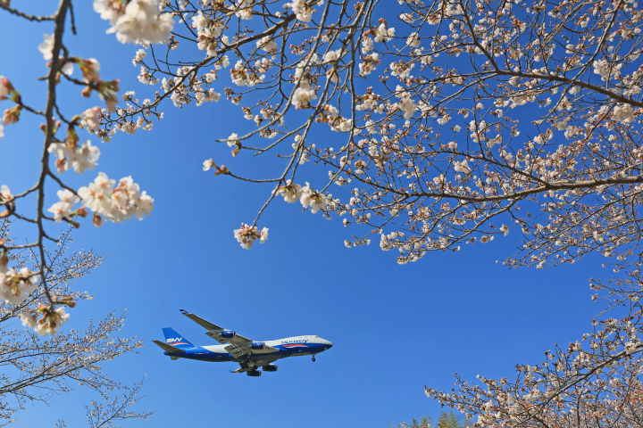 成田　飛行機　桜
