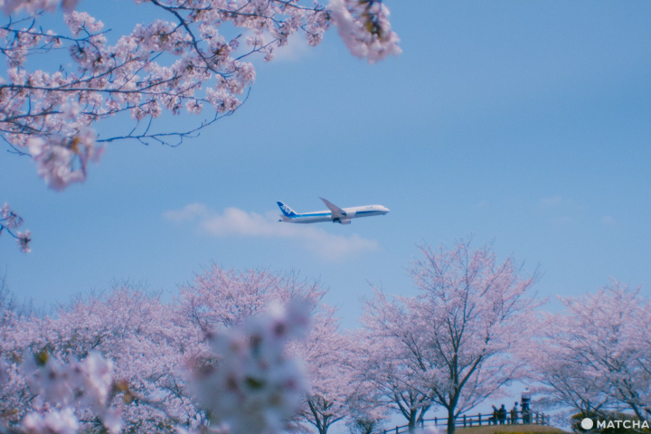 成田　飛行機　桜