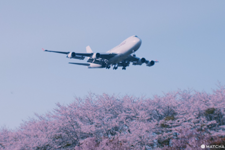 成田　飛行機　桜