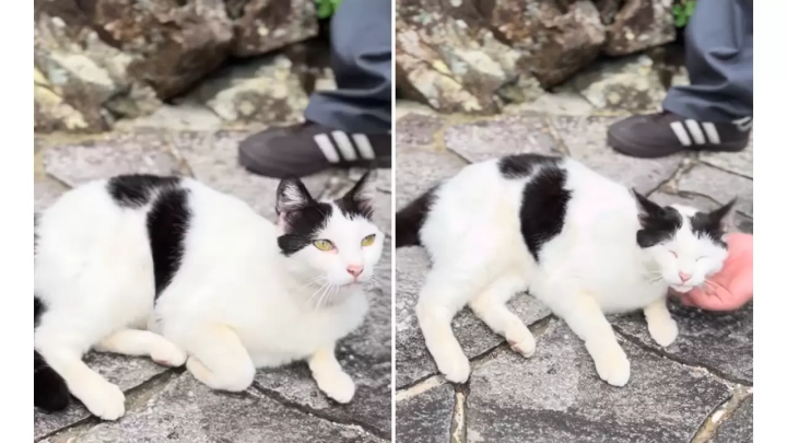 【驚艷! ! 】一個被石牆環繞的村莊,只有知情者才知道! “石垣之鄉外泊”